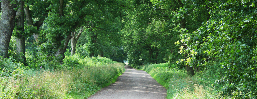 Zandpad - Natuur in Drenthe