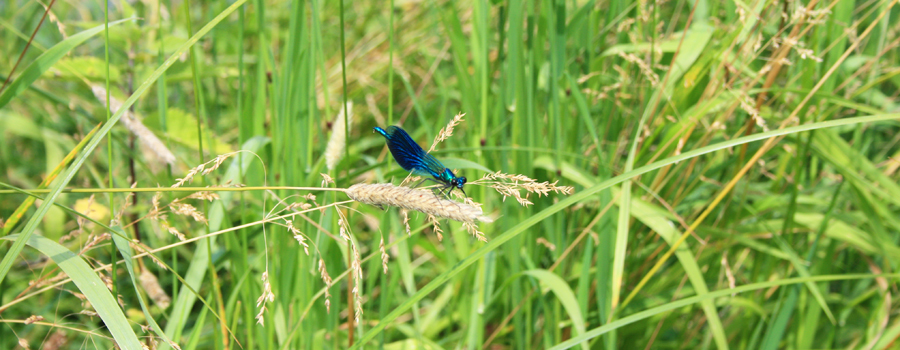 Blauwe Libelle